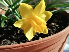 Карликовые нарциссы оказались уж очень карликовыми. 