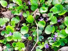 Цветут лесные фиалки, посаженные в прошлом году