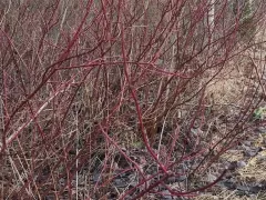 Дерен белый, который на самом деле красный