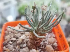 Новое приобретение в моей коллекции суккулентов