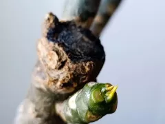 После зимней спячки оживают мои плюмерии