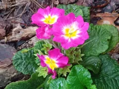 Почему весенняя примула зацвела осенью