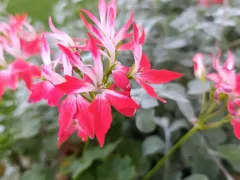 Еще одна из моих пеларгоний