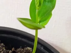 Маленькие ростки чувствуют себя неплохо