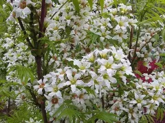 Как лучше посадить ксантоцерас рябинолистный - саженцем или семенами?