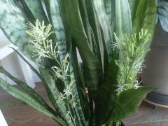 Сансевиерия (лат. Sansevieria)