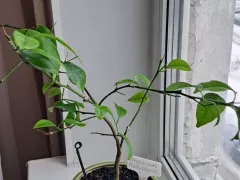 Мой апельсин обленился.