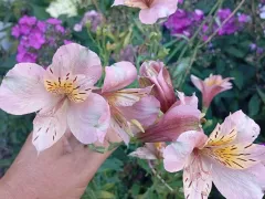 Альстромерия, деление куста.