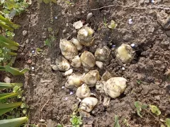 Эксперимент, с зимовкой дримиопсиса пятнистогов открытом грунте, провалился.