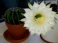 Эхинопсис полуобнаженный (Echinopsis subdenudata)