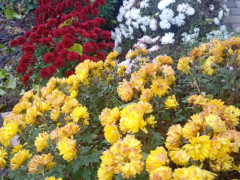 Хризантема садовая (Chrysanthemum Morifolium)