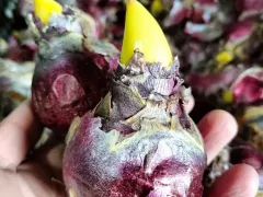 Посадили гиацинты