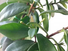 Жду цветения евгении