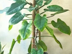 Филодендрон Imperial Green: стройный и строгий