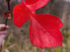 Последний листок на боярышнике