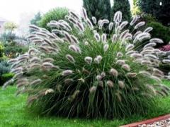 Перистощетинник лисохвостный