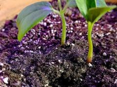 Брахихитон Тополевый (Brachychiton populneus)