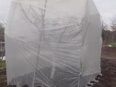 Пытаюсь спасти цветущий абрикос от заморозков