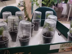 Кто-то приживётся, кто-то нет... И всё сначала!