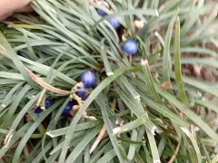 Офиопогон японский оделся в синие бусы.