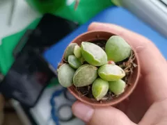 У меня новый маленький суккулент - адромискус