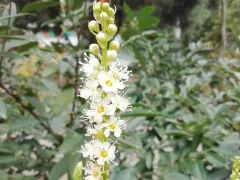 Весна в ноябре - цветёт лавровишня. 