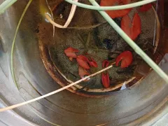 Пробуждение кувшинок ( нимфей) в моём импровизированном водоеме ( ведре).