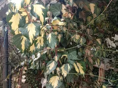 Плющ уличный - идеальное решение для вертикального озеленения.