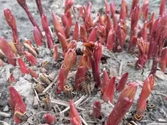 Пионы уже показали свои красные носики