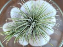 Тилландсия атмосферная Ионанта Грин (Tillandsia Ionantha Green)