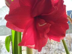  Гипеаструм Амарантиа (Hippeastrum Amarantia)