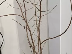 Новый временный квартирант: витекс священный