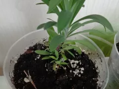 Гвоздика китайская