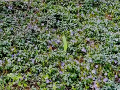 Находка в заброшенном саду