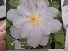 Как посадить на передержку мой новый клематис.