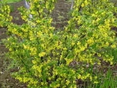 Укоренилась обрезанная ветка смородины золотистой.