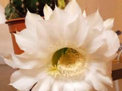 Эхинопсис субденудата (полуобнаженный) - Echinopsis Subdenudata