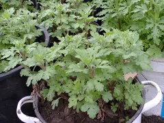 Деление маточника хризантемы