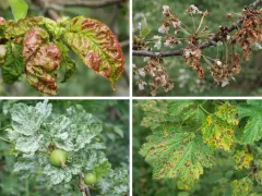 Не пропустите сигналы болезней в своем саду