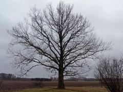 Дуб черешчатый (Quercus robur)