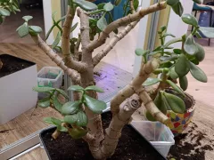 Обрезка и пересадка толстянки