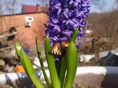 Гиацинт, как будто замер и не растёт.