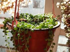 Крестовник Роули