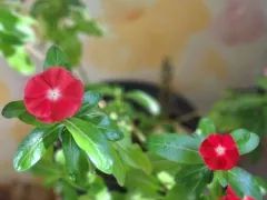 Катарантус оказался многолетником и зацвел