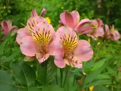 Альстроемерия