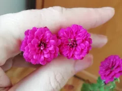 Новое место для кустика дубков. 