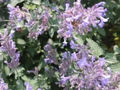 Котовник Фассена (Nepeta faassenii)