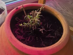 Розмарин ожил после холодной зимовки 