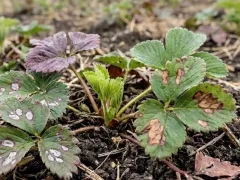 Присмотритесь к своей клубнике, и она подскажет, что ей нужно