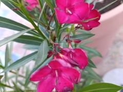 Олеандр обыкновенный, красный (Nerium oleander).